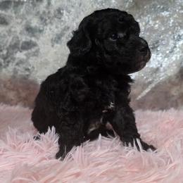 Dush - Black male Poodle puppy in Neosho, Missouri from Star Light Pups