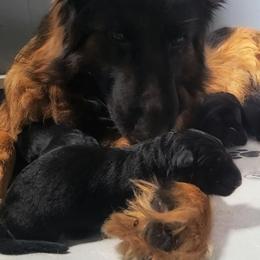 Orange Collar - Male - Black and red male German Shepherd puppy in Charlotte, North Carolina from Zuflucht K9s