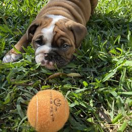 Bulldog Puppies from Kandyland Bulldogs