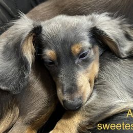 Dachshund Puppies from GretaLo Dachshunds