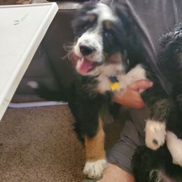 Bernedoodles from Dixon Creek Bernedoodles