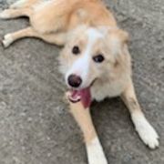 Border Collies from Coble Kennels