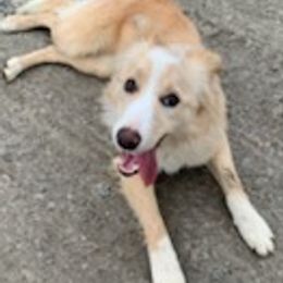Border Collies from Coble Kennels