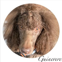 Poodle All Grown Up from New Beginnings Standard Poodles