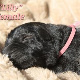 Lilly - Sable female German Shepherd puppy in Ratcliff, Arkansas from Ridgeline Shepherds