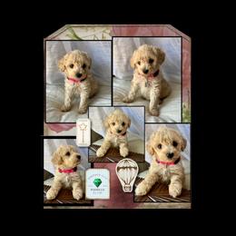 Yorkipoo Puppies from Emerald City Poodles