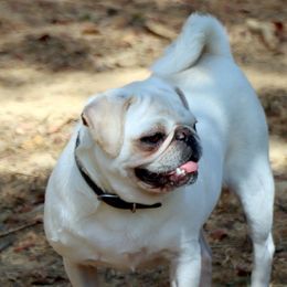 Winter - Pug