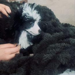 Female puff show prospect - Black and white female Chinese Crested puppy in Salt Lake City, Utah from Naked & Famous