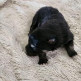 Jafa - Black male Pomsky puppy in Michigan from Our Pomsky Yard