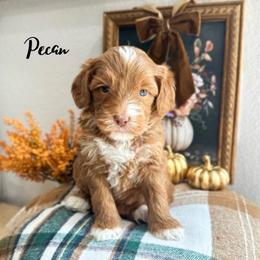 Pecan - Caramel female Australian Labradoodle puppy in Palmdale, California from Heavenly Doodles