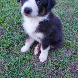 Australian Shepherd Puppies from Red Wagon Aussies