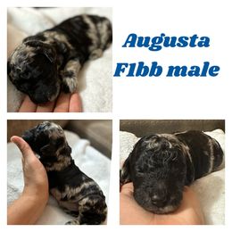 Boy 1 - Merle Goldendoodle puppy in Missouri from B&C Goldendoodles
