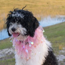 Candy - Goldendoodle