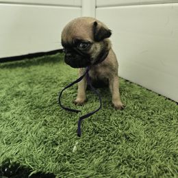 Purple - Fawn female Pug puppy in Tallapoosa, Georgia from West Georgia Pugs