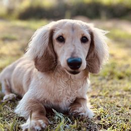 Theo - Dachshund