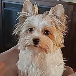 Willow - Yorkshire Terrier