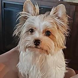 Willow - Yorkshire Terrier