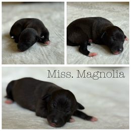 Girl 1 - White and blue female Italian Greyhound puppy in Texas from Italian Greyhounds of Frisco
