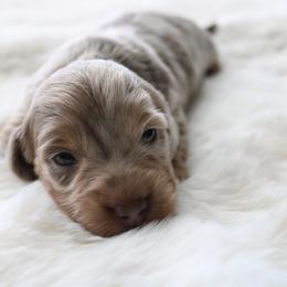 Miracle - Fawn (isabella) and tan female Dachshund puppy in Peebles, Ohio from Cave Valley Hounds