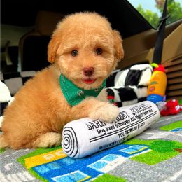 BabyMaui - Cream male Maltipoo puppy in Sugar Land, Texas from Celebrity Maltipoos