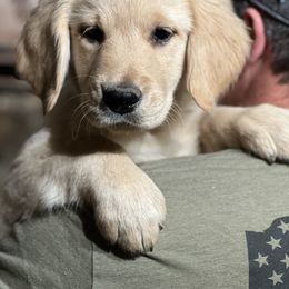 Cavalier King Charles Spaniel and Golden Retriever Puppies from Country Goldens and Mountain Top Cavaliers