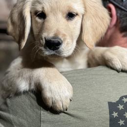 Cavalier King Charles Spaniel and Golden Retriever Puppies from Country Goldens and Mountain Top Cavaliers