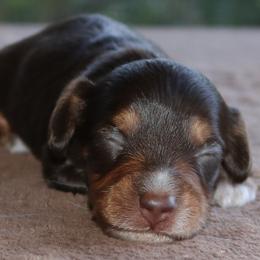 Puppy C Purebred DNA Tested Parents Family Raised - Chocolate and tan male Dachshund puppy in Haines City, Florida from Divine Poodle Paradise Standard Poodles & Divine Dachshunds