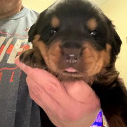 Purple girl - Black and mahogany female Rottweiler puppy in Colorado Springs, Colorado from Von Locher Rotties