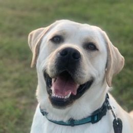 Jake - Labrador Retriever