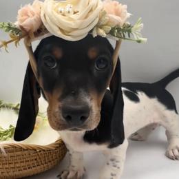 Pochacco - Dachshund
