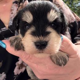 Buddy - Black and silver male Miniature Schnauzer puppy in Hull, Georgia from Ardent Miniature Schnauzers of Athens