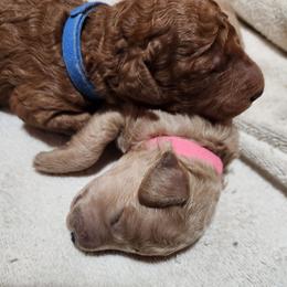 Blue collar (Amigo) - Red  male Poodle puppy in Stephentown, New York from Creme de la Poodle, standard poodles