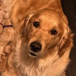 Golden Retrievers and Mastiffs from River Valley Mastiffs