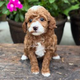 Onion - Red  female Goldendoodle puppy in Wharton, Texas from Little Fur Friends