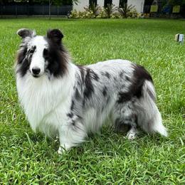 Kora - Shetland Sheepdog