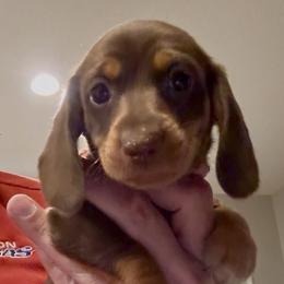 DOVE (light pink) - Chocolate and tan female Dachshund puppy in Vero Beach, Florida from Joseph’s Dachshunds