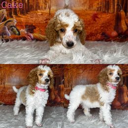 Cake - Poodle puppy in Swansboro, North Carolina from Monarch Standard Poodles