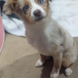 Toy Australian Shepherd puppies from Stone N Rose Kennels