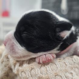 Pink - Parti female Miniature Schnauzer puppy in Las Vegas, Nevada from Knock & Bark Miniature Schnauzer