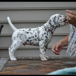 Dalmatians from Arctic Ridge Dalmatians