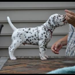 Dalmatians from Arctic Ridge Dalmatians