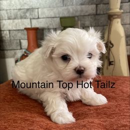 Taz collar purple - White male Maltese puppy in Taylorsville, North Carolina from Mountain Top Hot Tailz