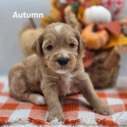 Autumn - Apricot female Goldendoodle puppy in Summerville, South Carolina from Channys Doodles