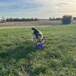 AKC Etley - Black tan and white female Beagle puppy in Chillicothe, Missouri from Tymber Lake Beagles