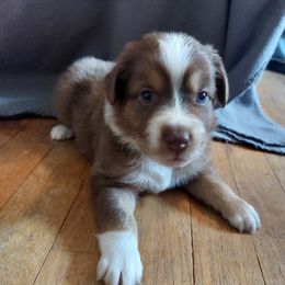 Dark Green - Red tri-color Australian Shepherd puppy in Kansas from Lifeline Ranch