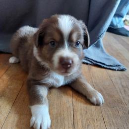 Dark Green - Red tri-color Australian Shepherd puppy in Kansas from Lifeline Ranch