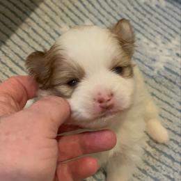 Girl 1 - Tri-colored female Pomeranian puppy in Maplefalls, Washington from Snow peak poms