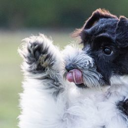 Miniature Schnauzers from Gypsey Creek Mini Schnauzers
