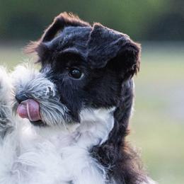 Miniature Schnauzers from Gypsey Creek Mini Schnauzers