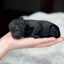 Annabel - Black female Labradoodle puppy in San Antonio, Texas from I Love U Back Labradoodles, LLC
